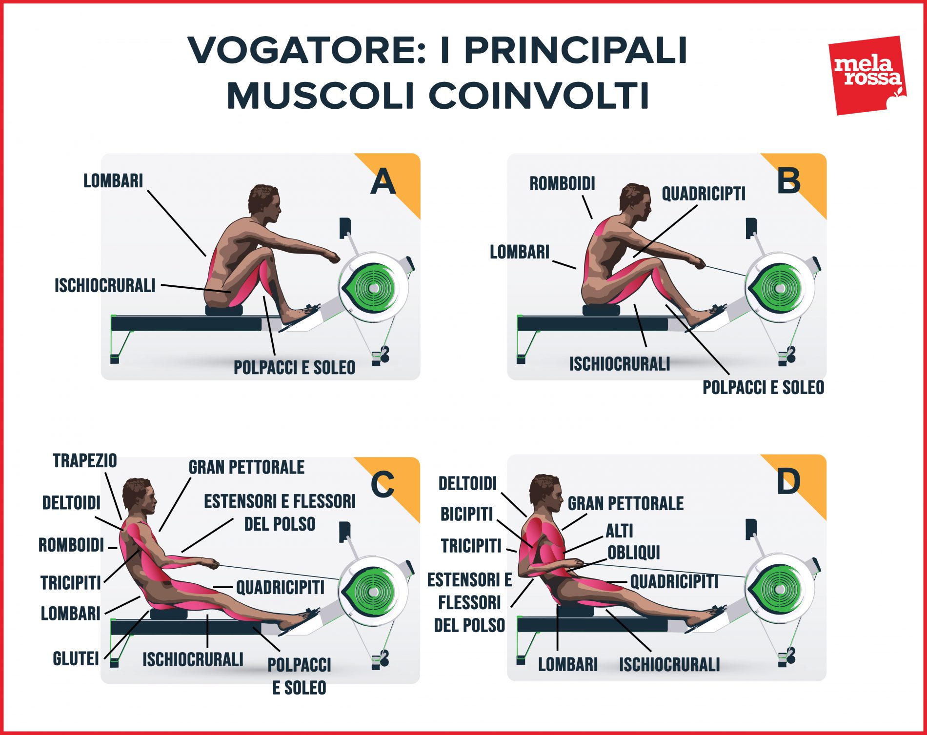 vogatore: muscoli coinvolti