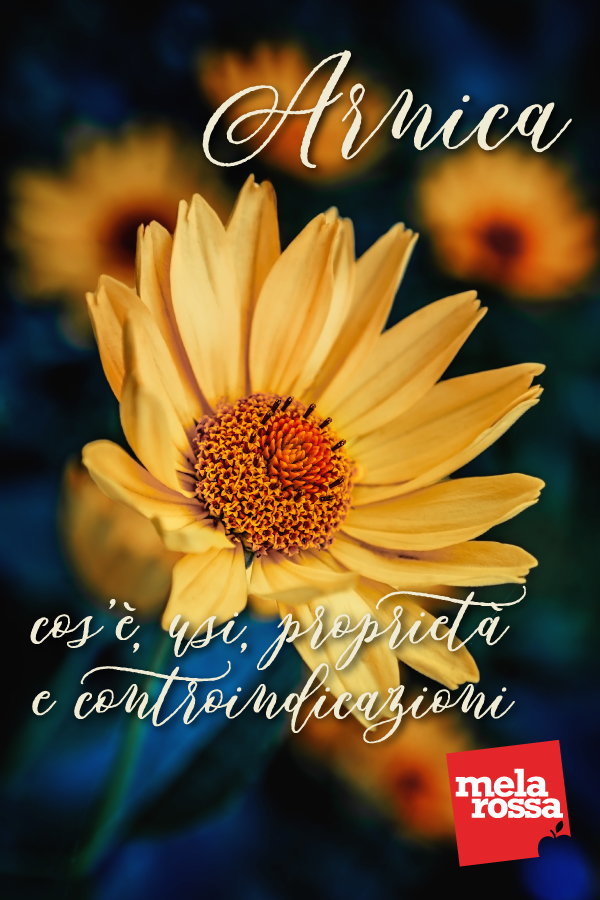 arnica