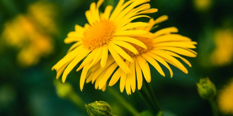 arnica