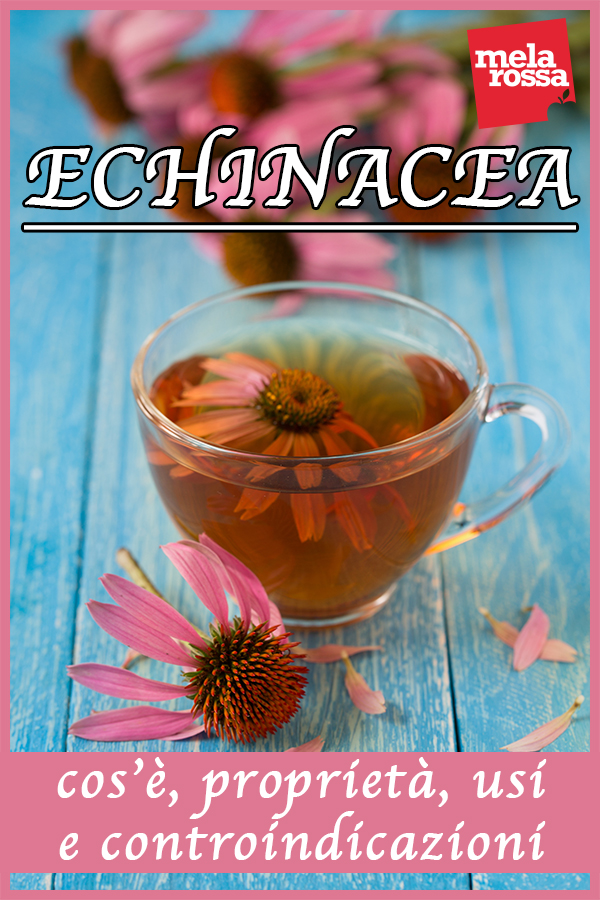 echinacea