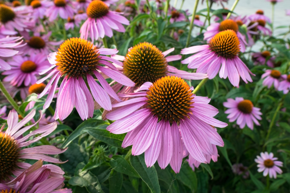 echinacea cos'è