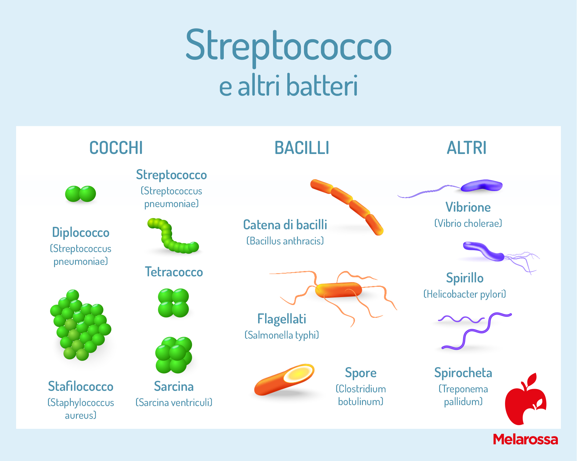 Streptococco e altri batteri