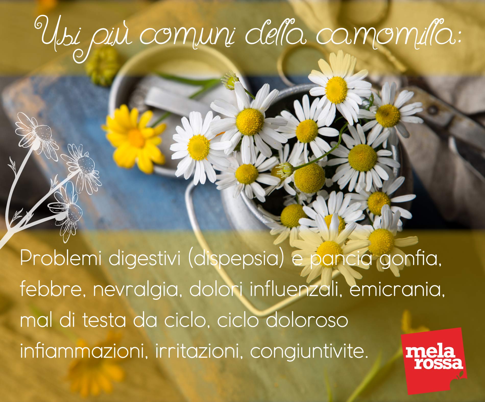 usi comuni della camomilla