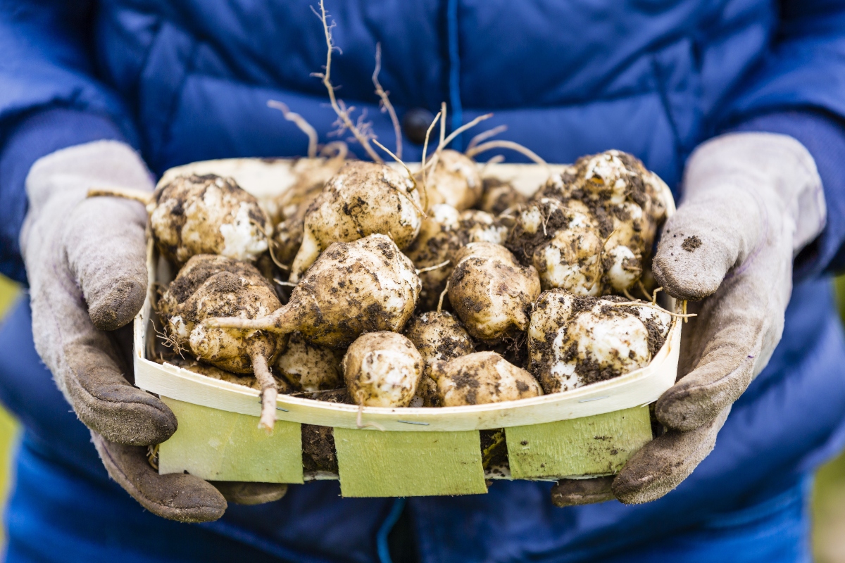 alimenti per aumentare le difese immunitarie 