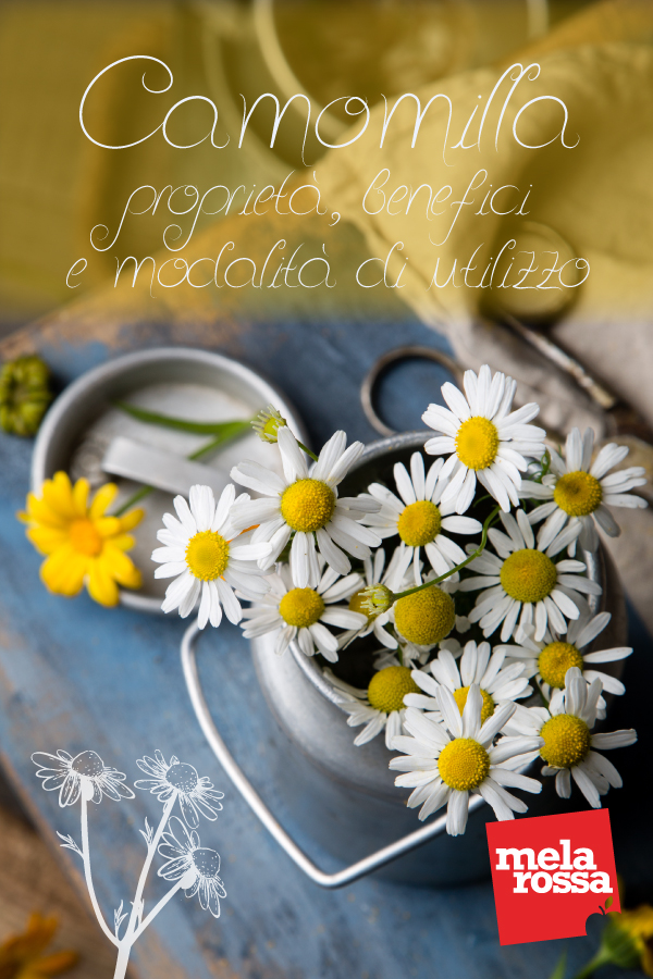 camomilla: proprietà e benefici