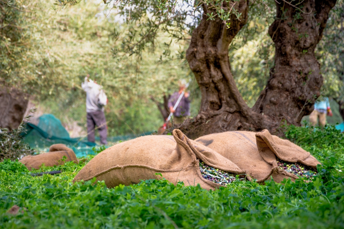 produzione di olive in italia