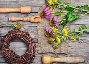 Alcuni fiori di echinacea su un tavolo in legno