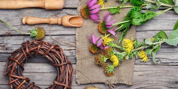 Alcuni fiori di echinacea su un tavolo in legno