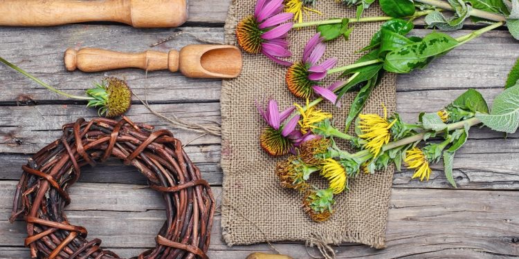 Alcuni fiori di echinacea su un tavolo in legno