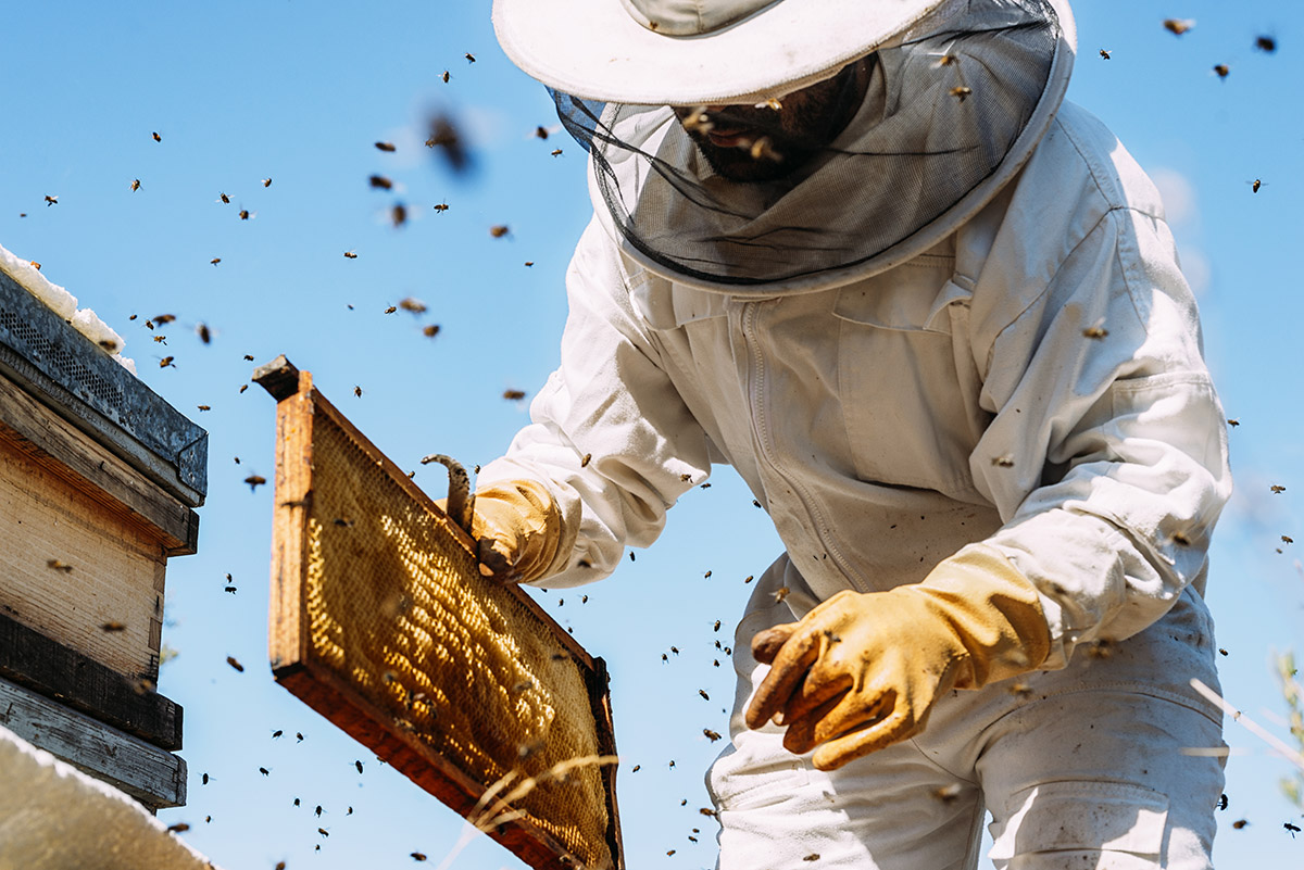 Miele: apicoltura, come funziona