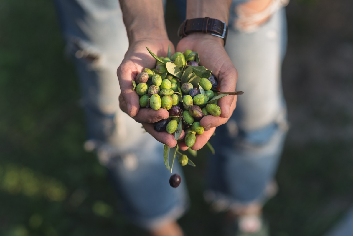 olive verdi, cangianti e ner