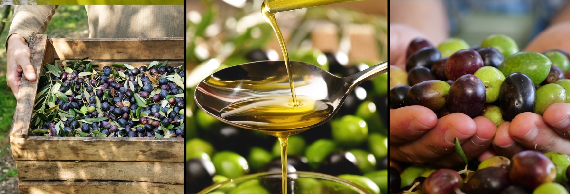 varietà delle olive