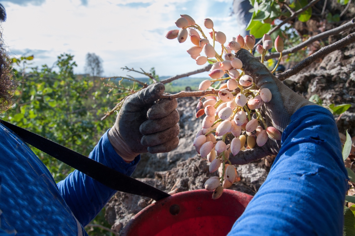 pistacchio: botanica