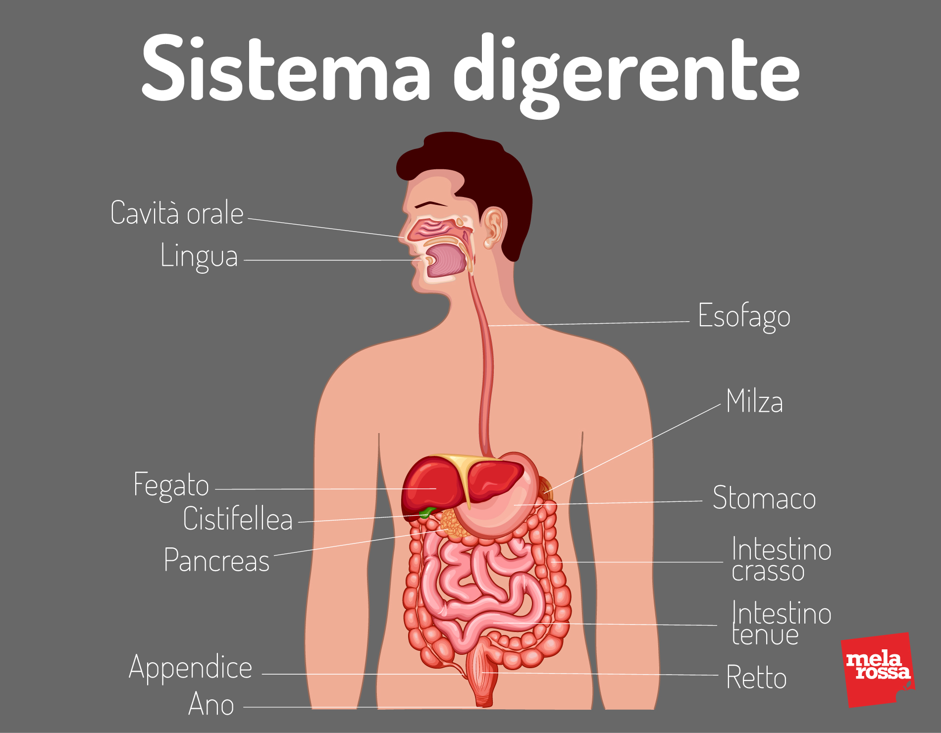 ulcera gastrica: anatomia dello stomaco