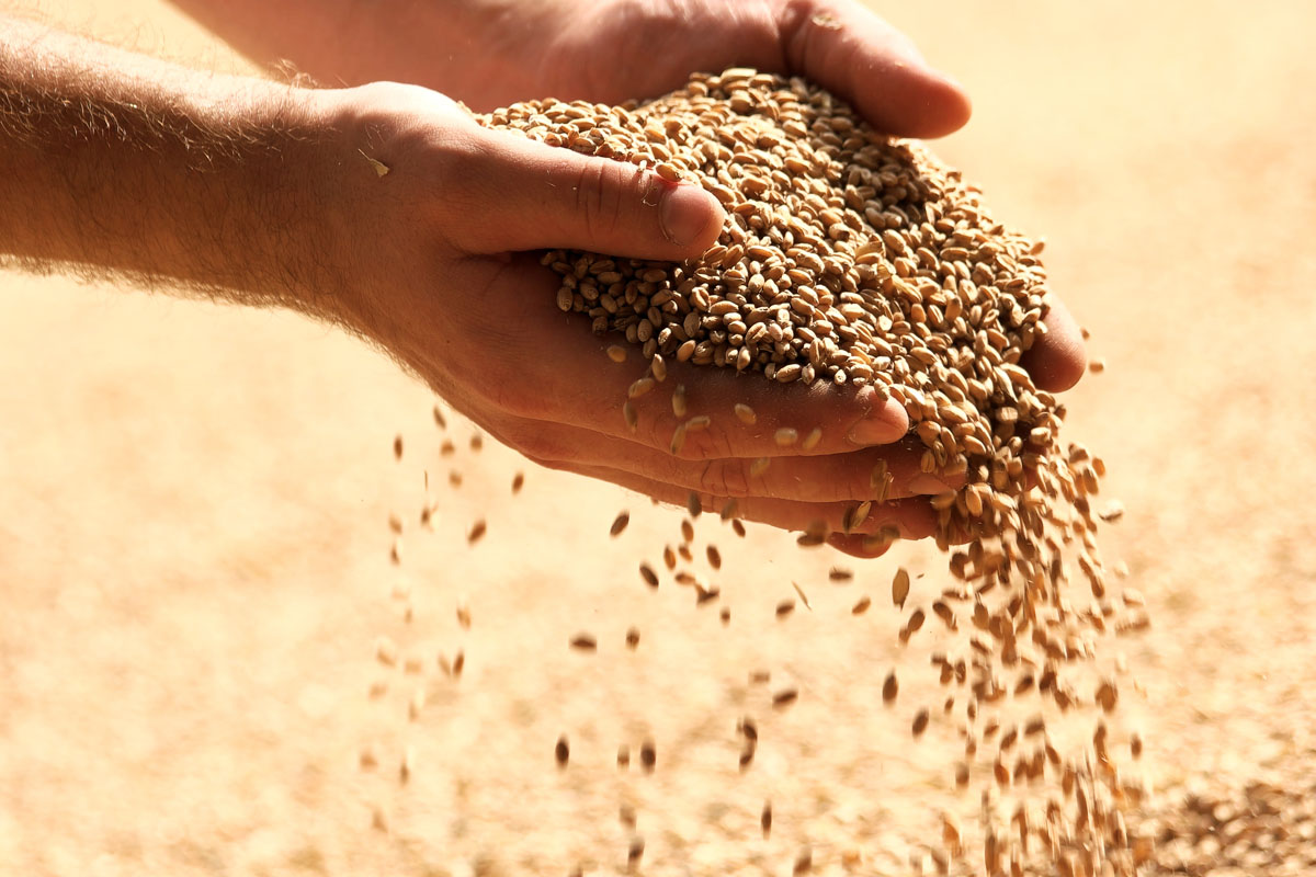 Cereali cosa sono