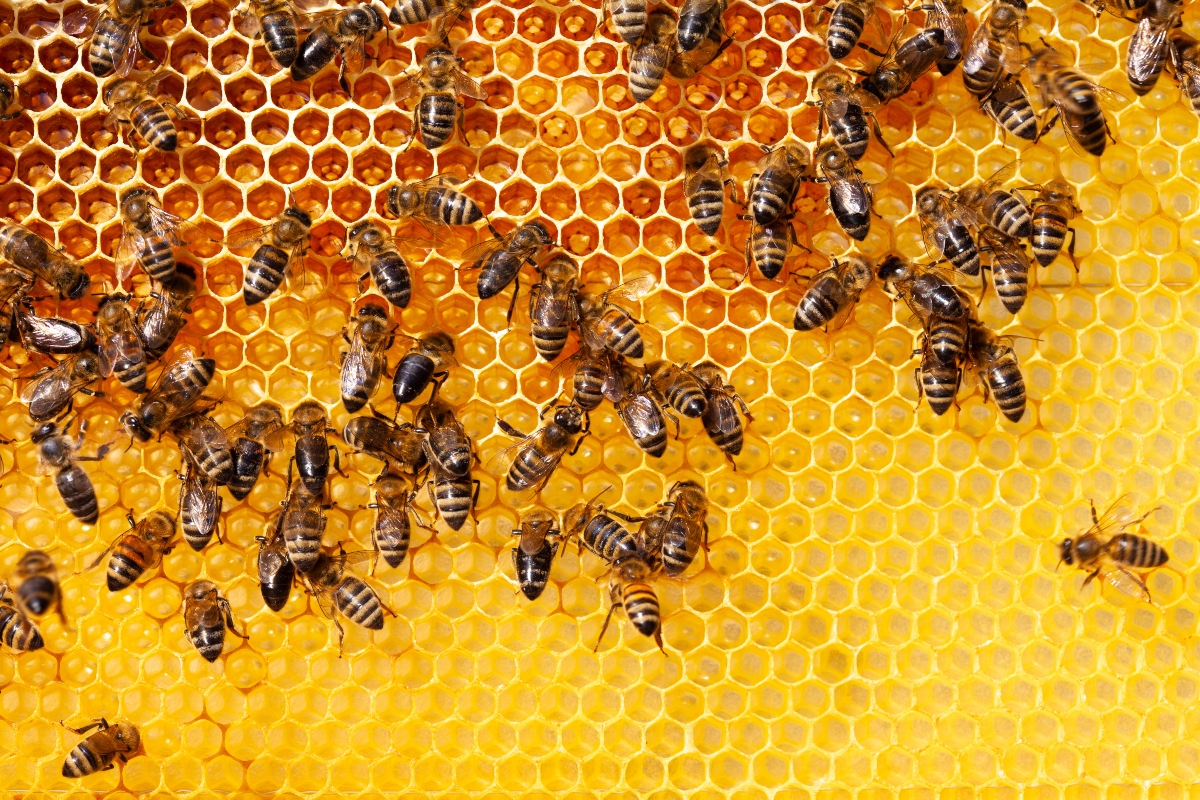 miele: apicoltura 