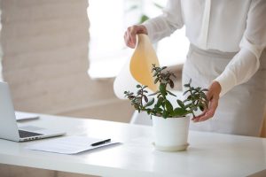 Stress da ufficio? Una pianta da accudire sulla scrivania ti aiuta a ridurlo