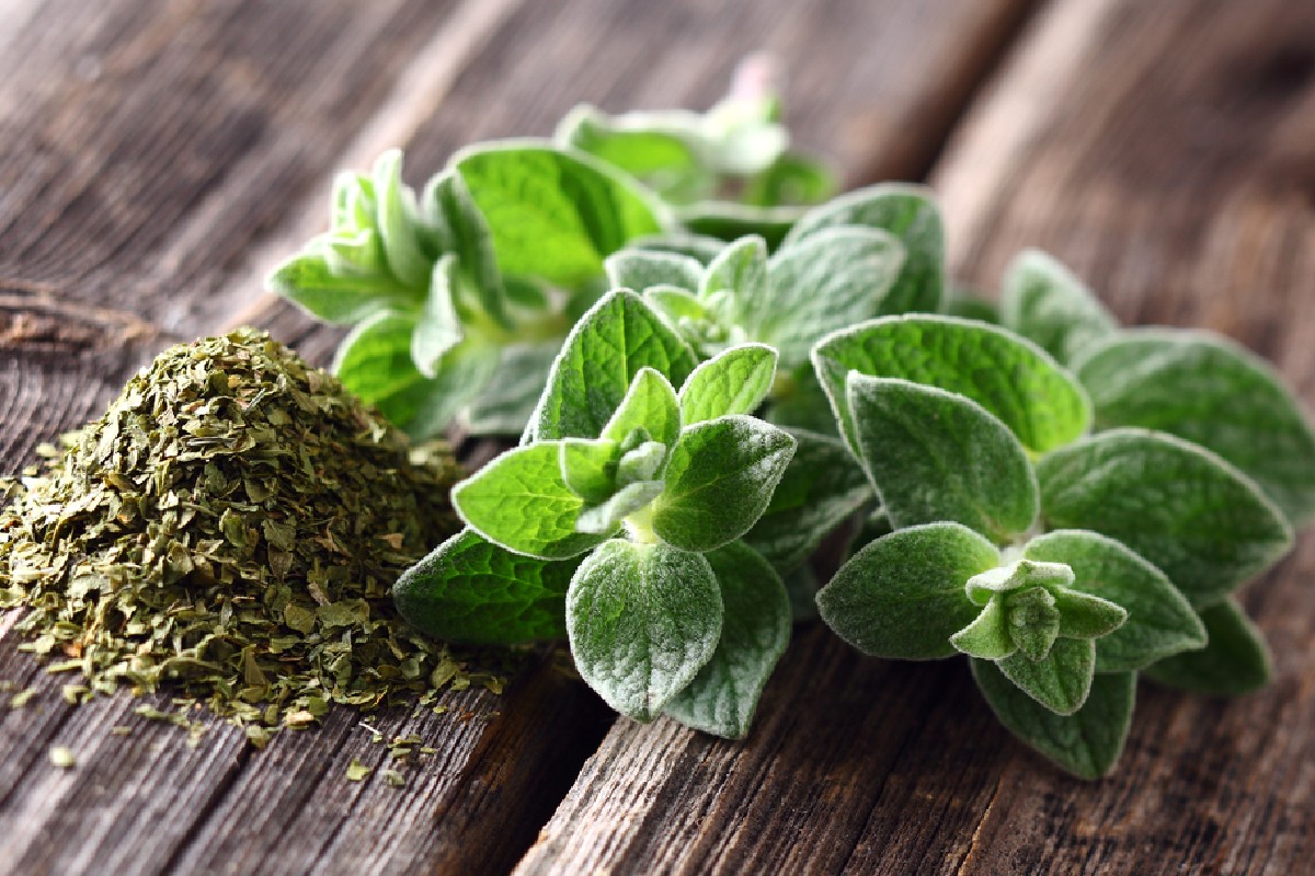 origano