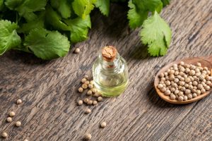 Coriandolo: proprietà, pianta, semi e ricette