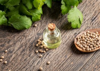 base di legno con foglie verdi, semi e boccetta di olio di coriandolo