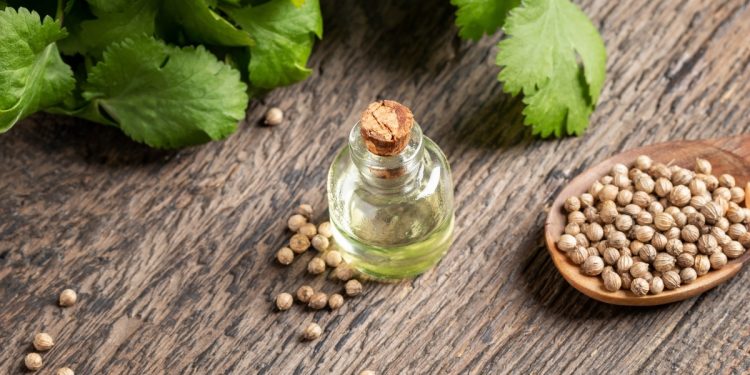 base di legno con foglie verdi, semi e boccetta di olio di coriandolo