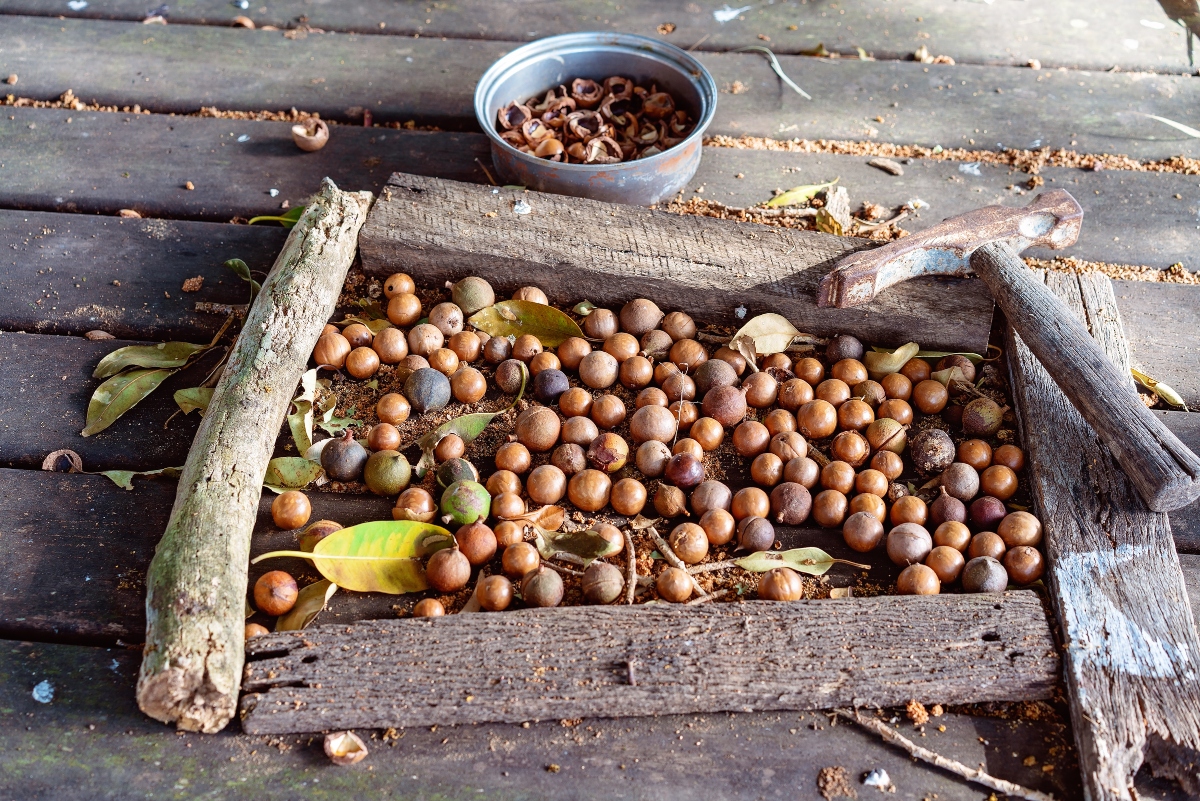 noci di macadamia: storia