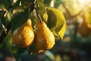 Pera: calorie, valori nutrizionali, benefici e usi in cucina