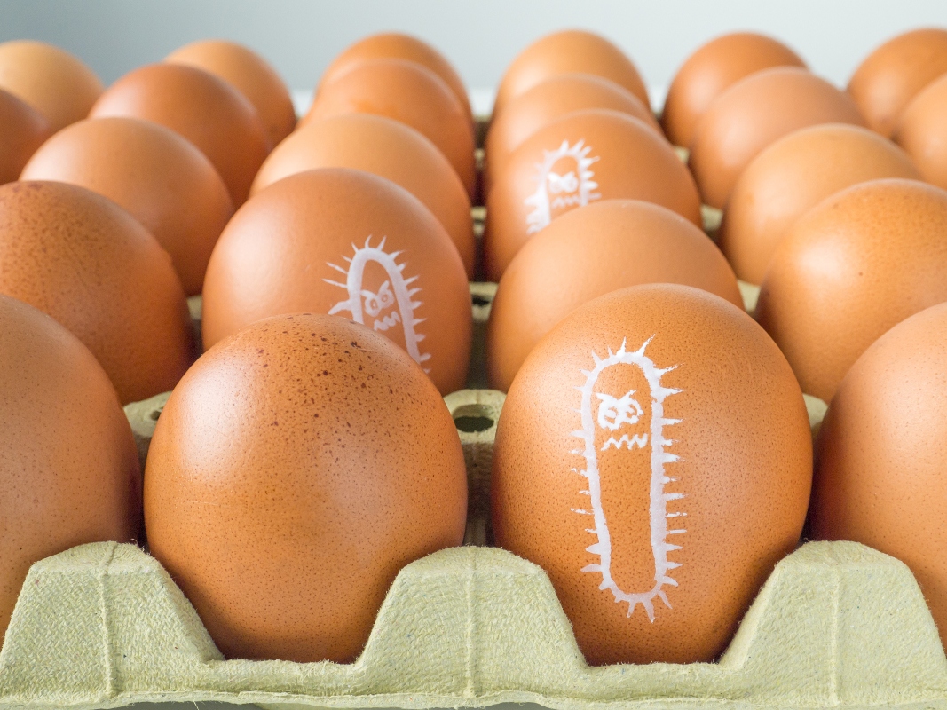 salmonella: contagio