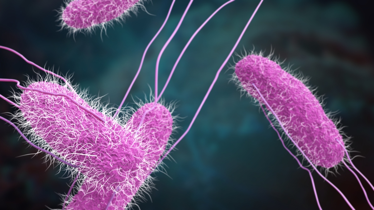 salmonella: diversi tipologie
