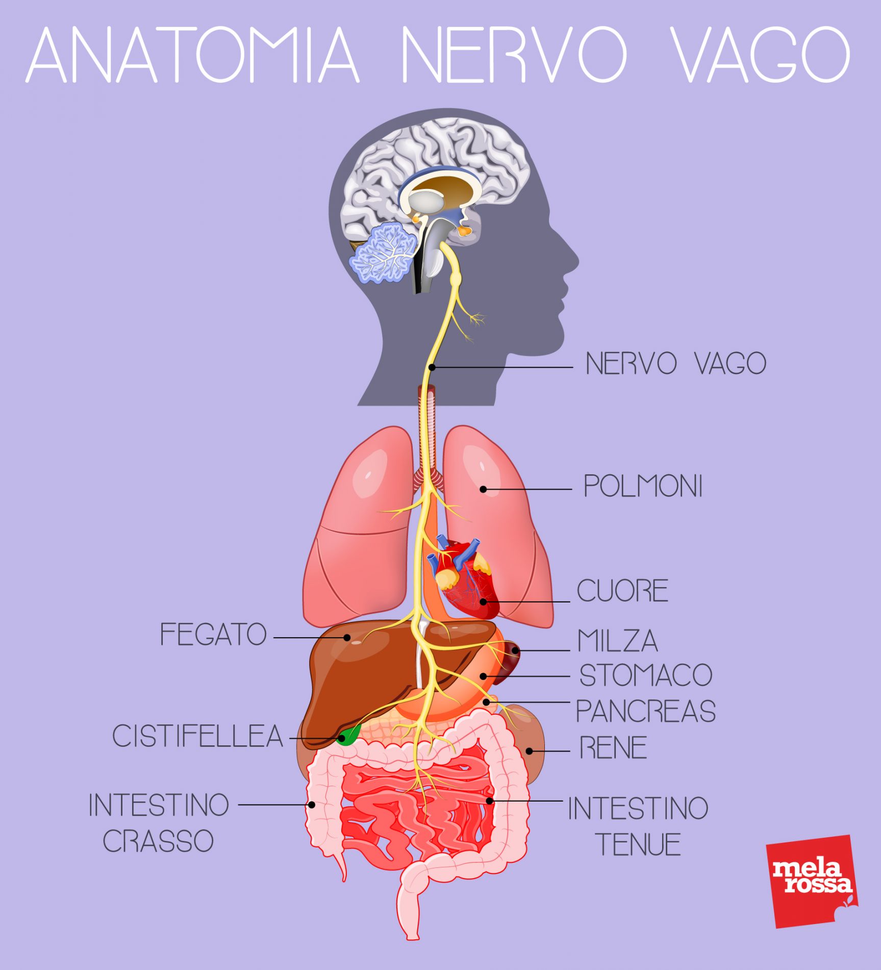 anatomia del nervo vago
