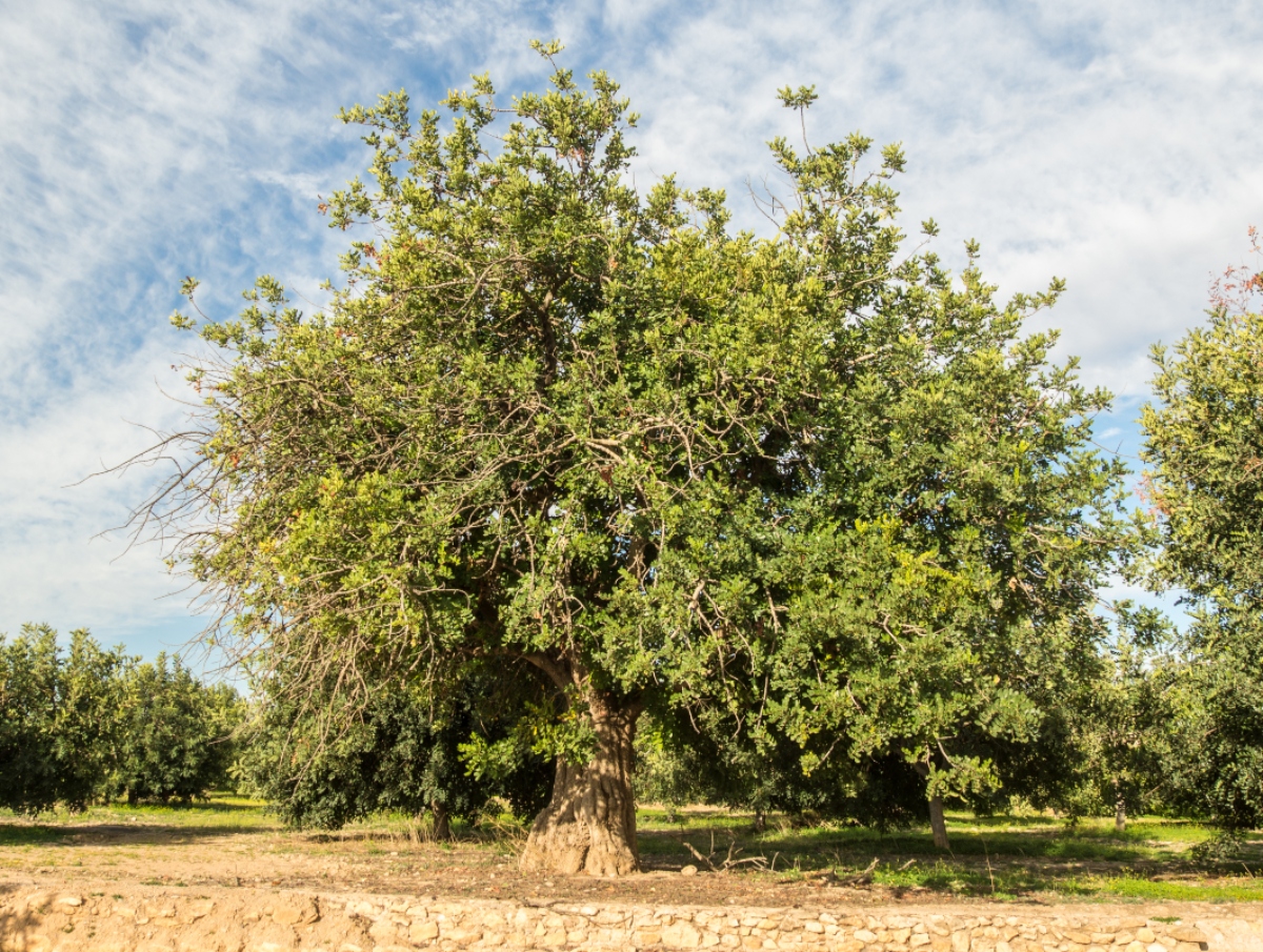 carruba botanica 