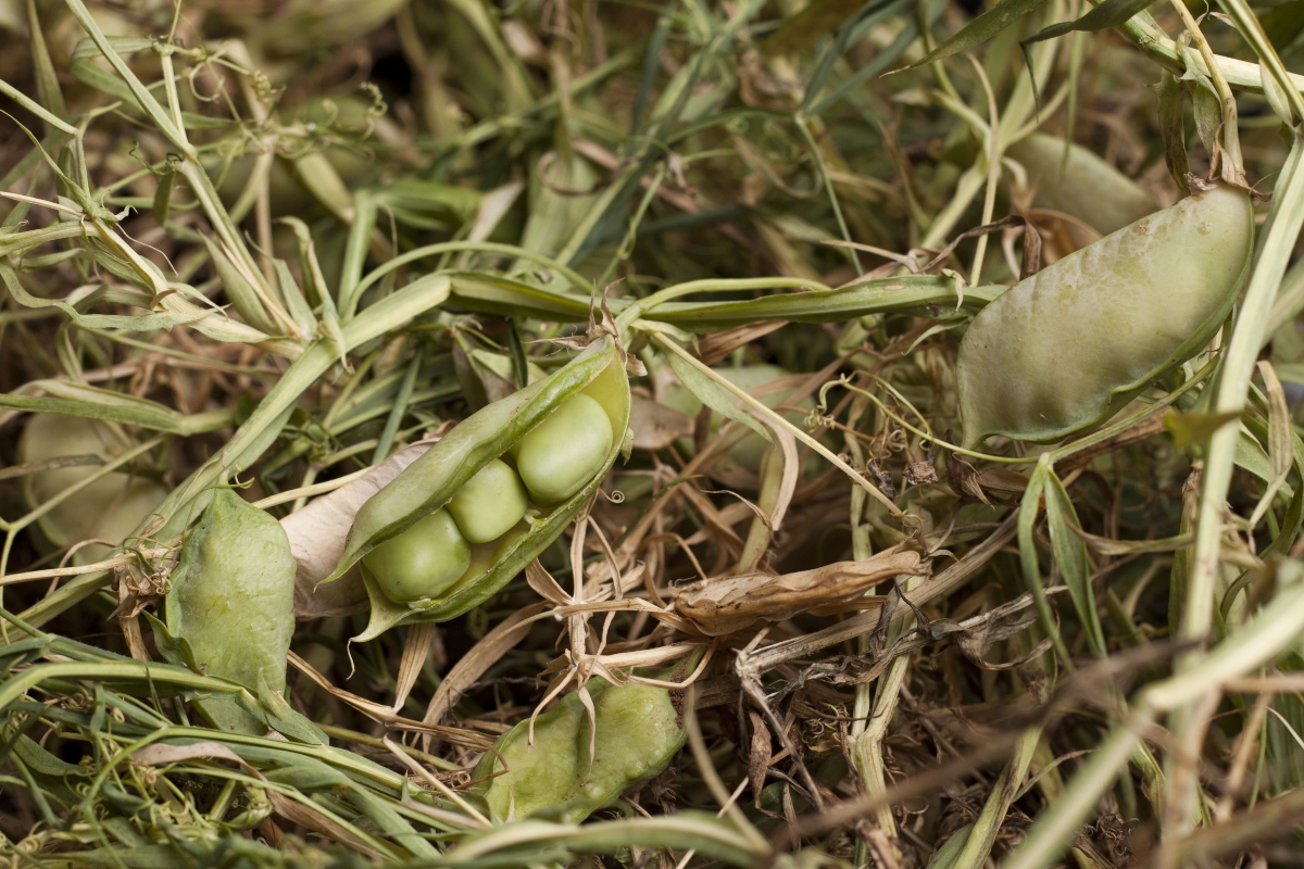 cicerchia: botanica 