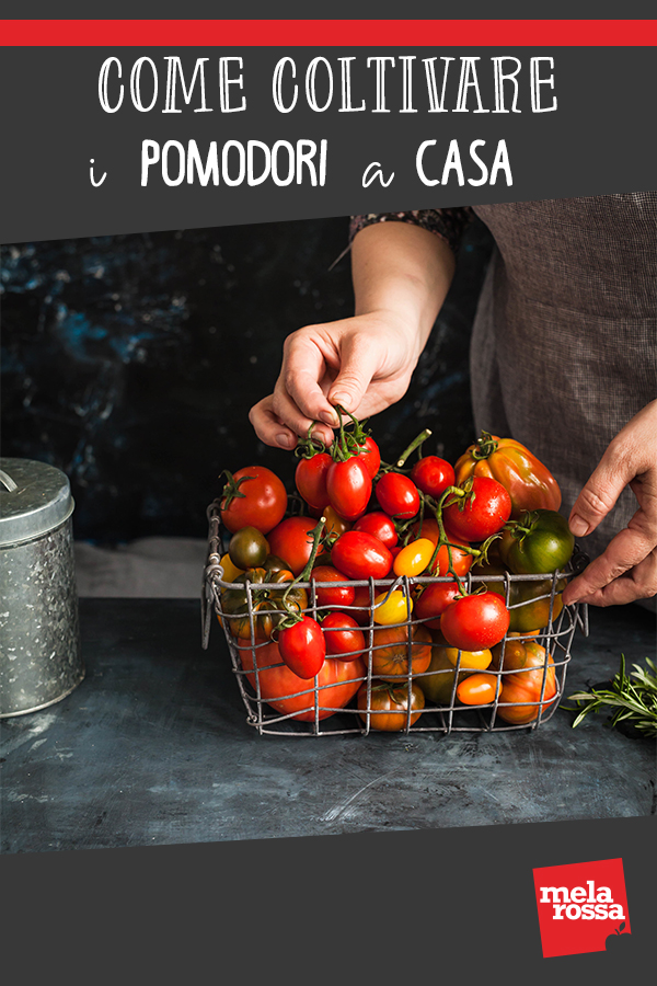 coltivare pomodori a casa tua : video tutorial 