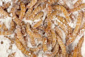 Dall’Italia una farina nutraceutica ricavata da un insetto
