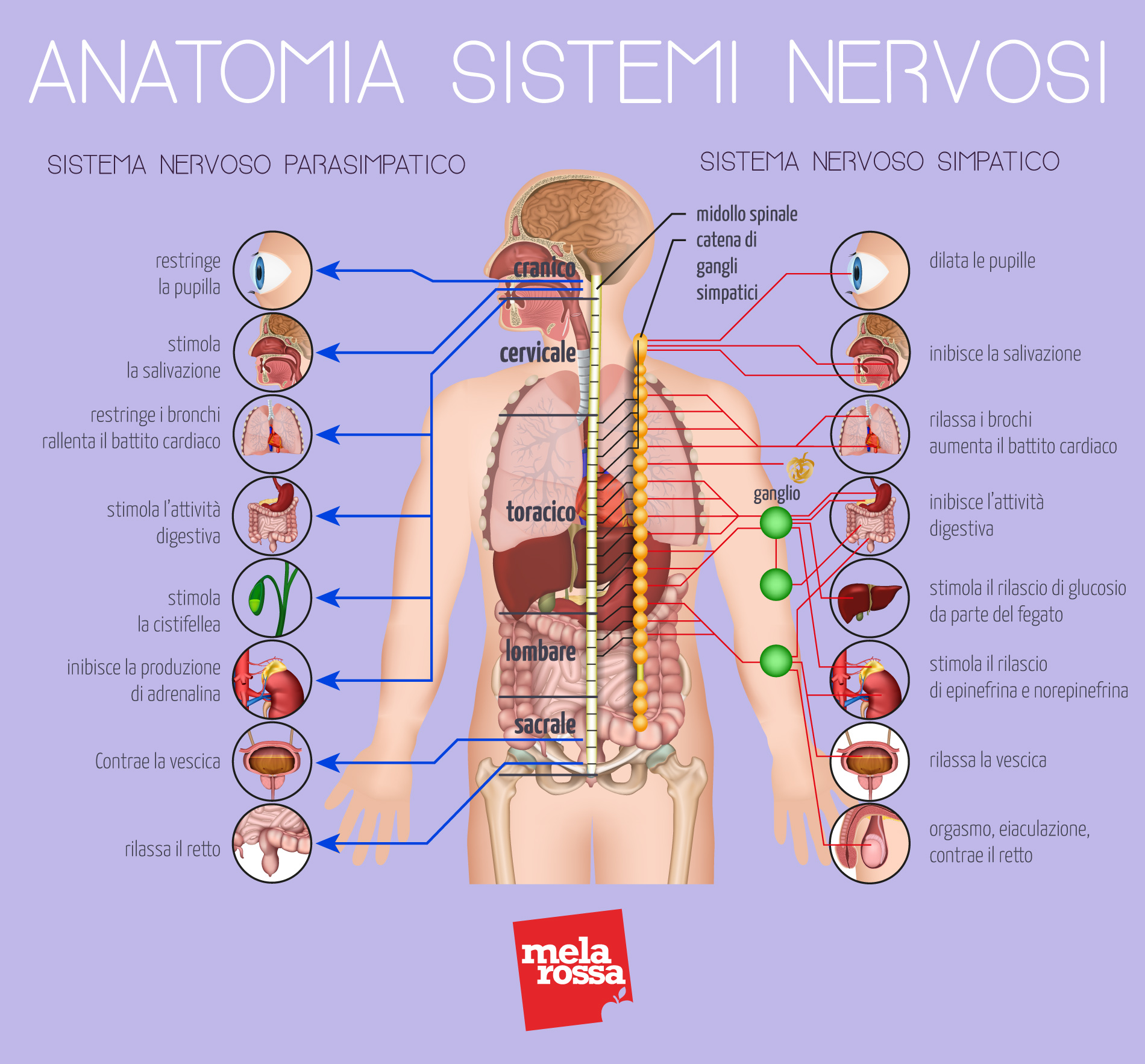 Anatomia Do Nervo Vago RETOEDU Anatomia Do Nervo Vago RETOEDU