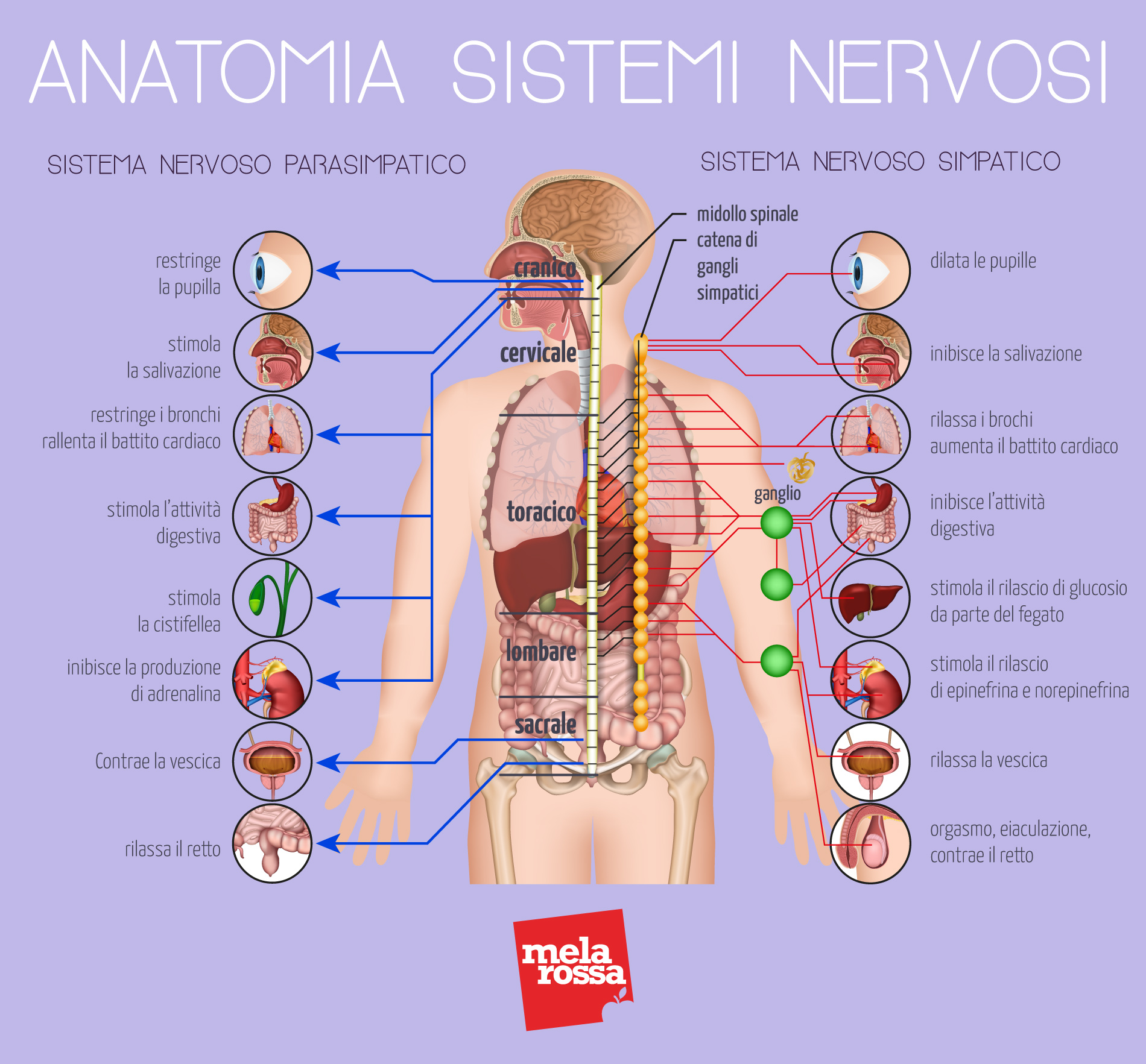 anatomia del sistema nervoso simpatico e parasimpatico