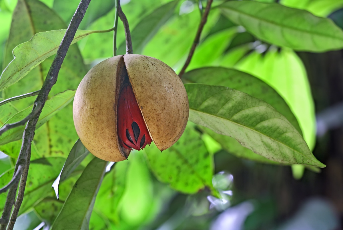 noce moscata: botanica
