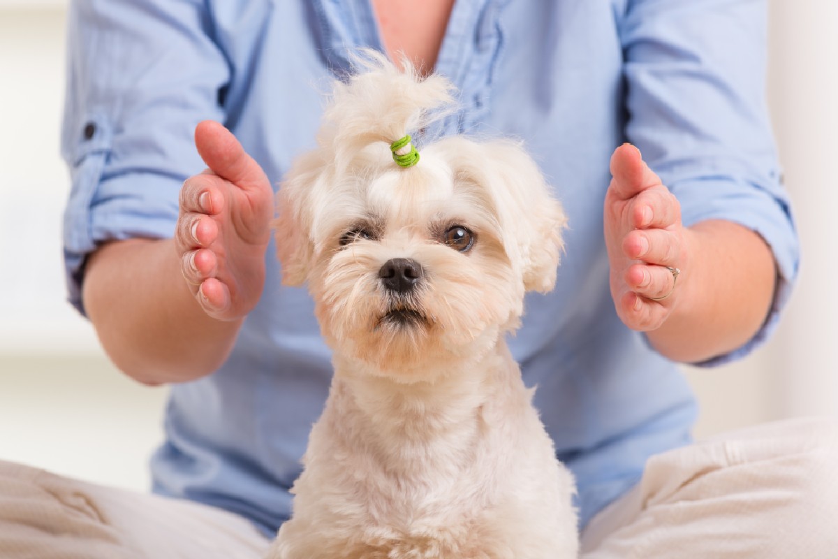 reiki e animali