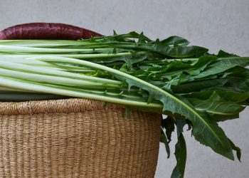 cicoria: benefici e proprietà