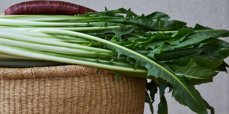 cicoria: benefici e proprietà
