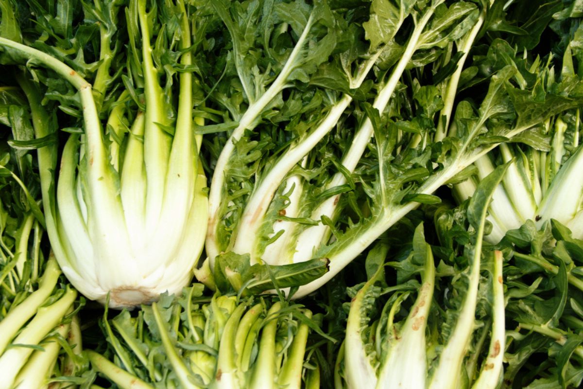 Cicoria Propriet Benefici E Le Migliori Ricette
