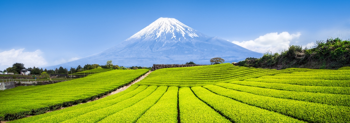 tè verde in Giappone 