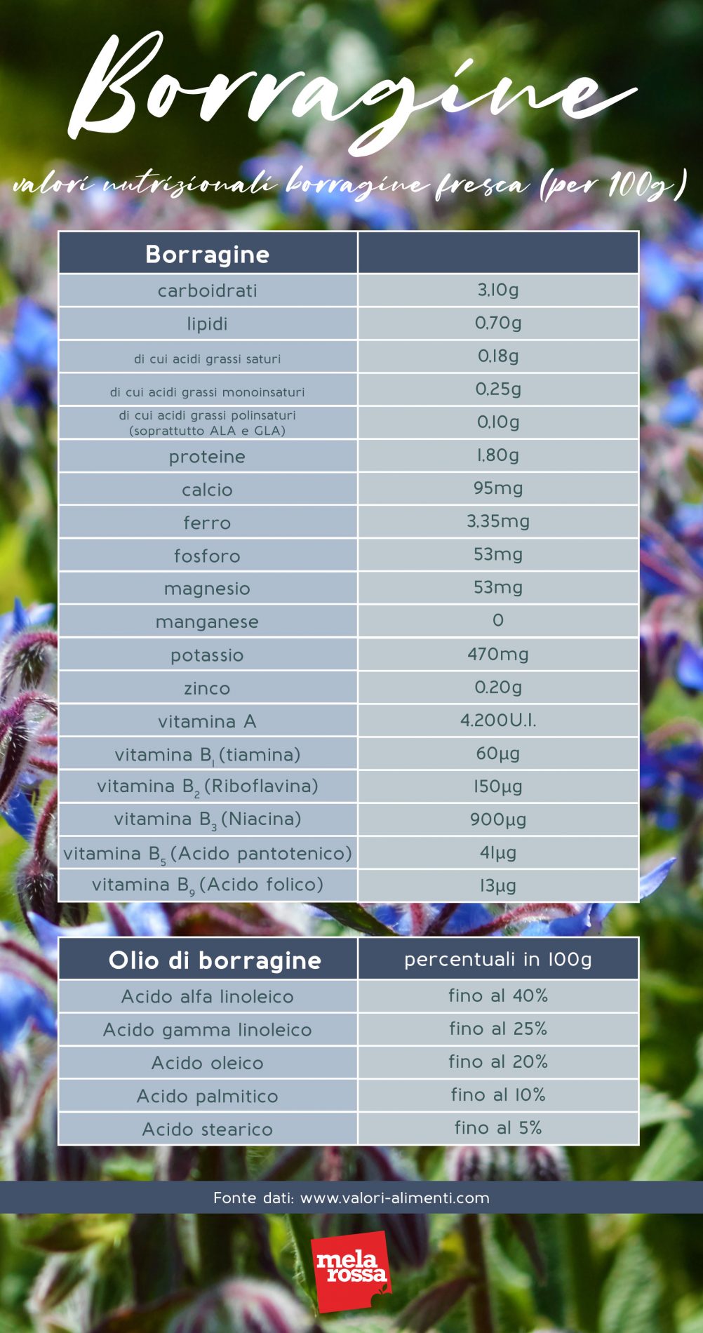 borragine: valori nutrizionali