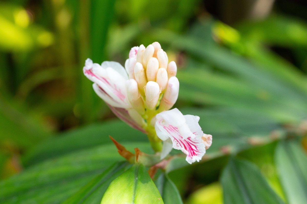 fiore di cardamomo