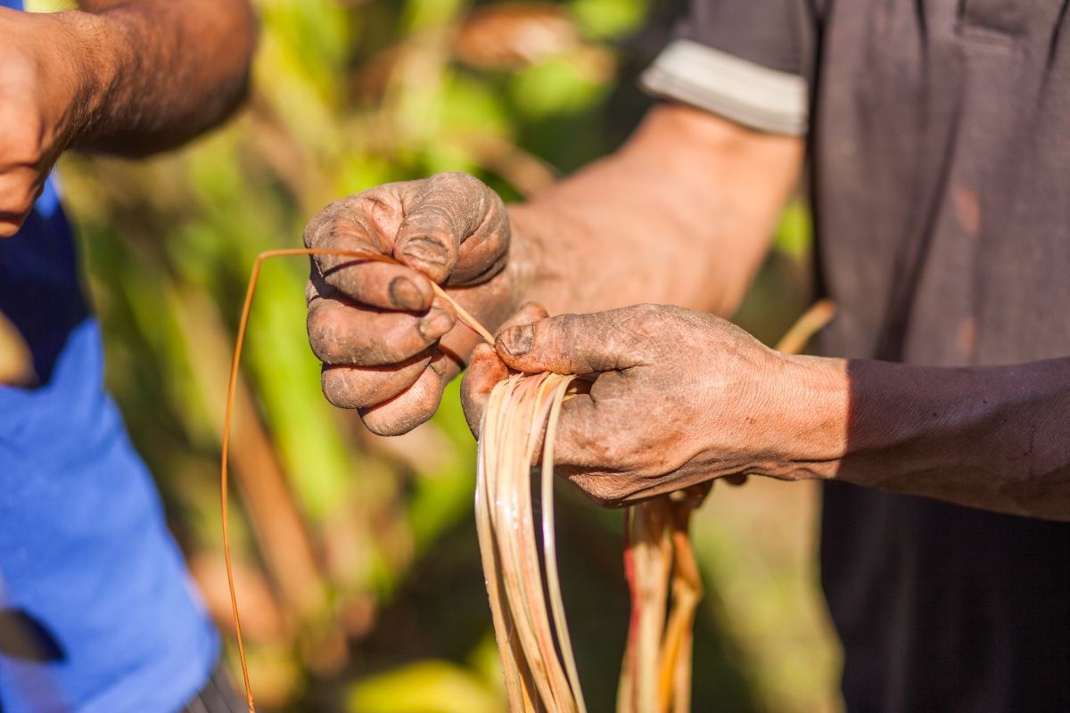 cardamomo: storia 