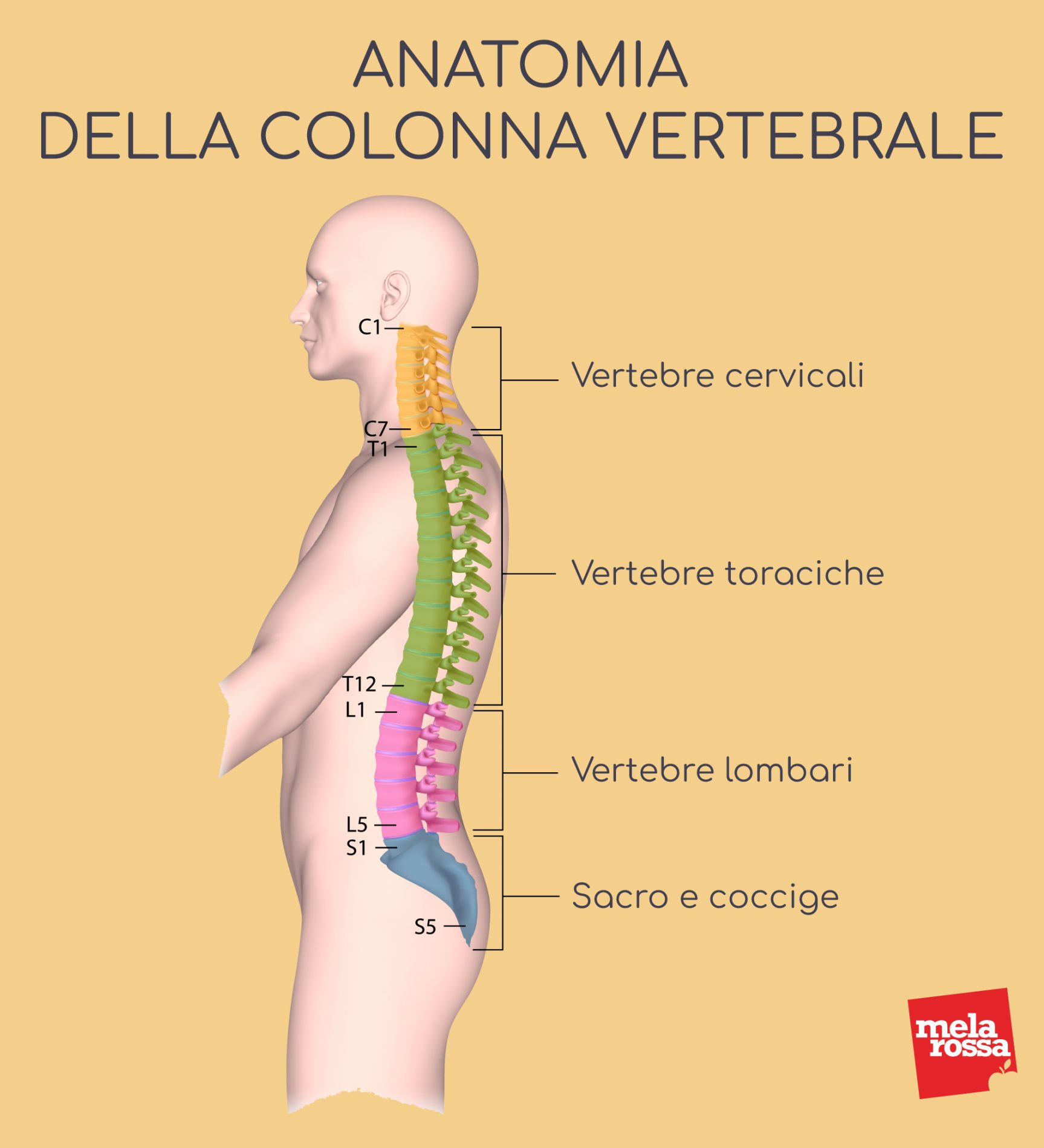 ernia del disco: anatomia della colonna vertebrale 