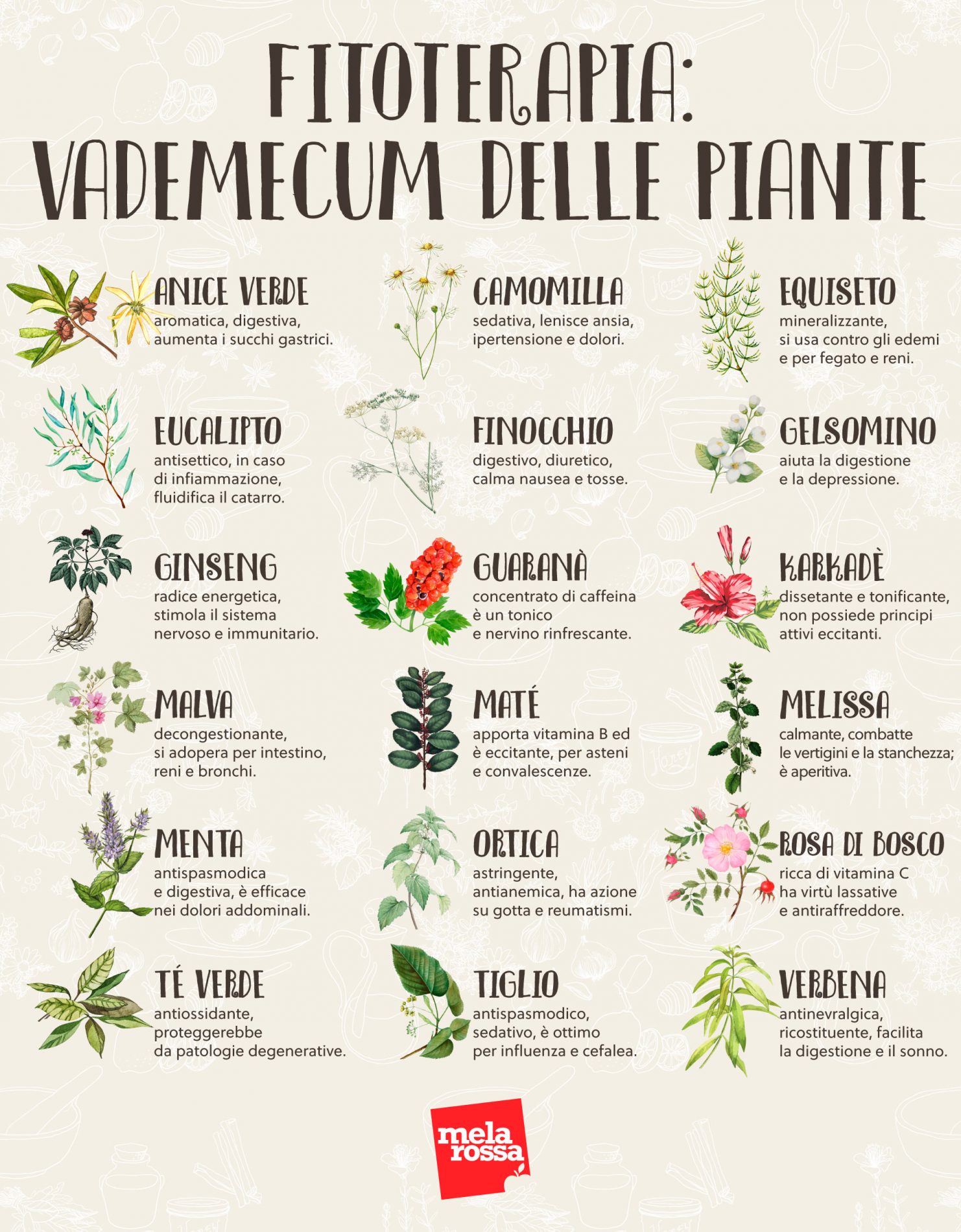 Fitoterapia: vademecum delle piante 