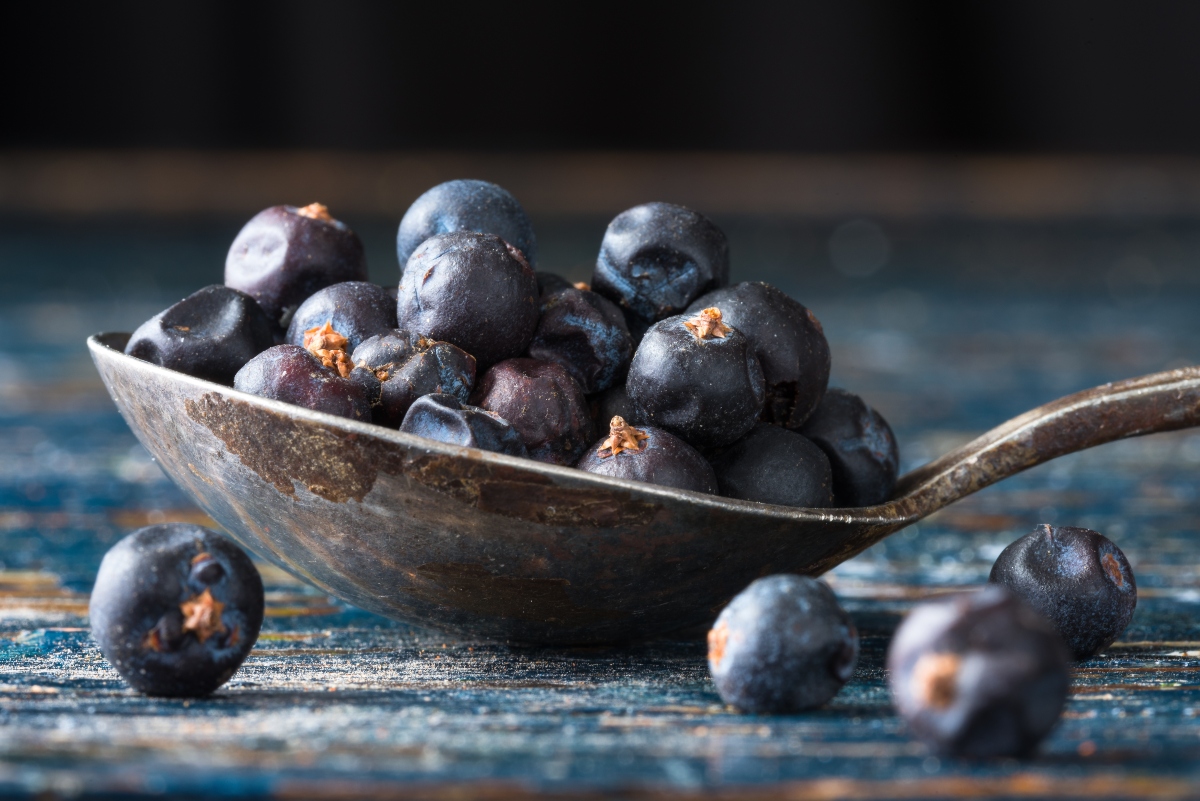 ginepro: cos'è, botanica, benefici, valori nutrizionali e ricette