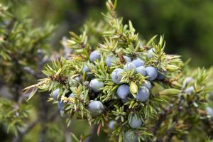 Ginepro: proprietà, benefici e usi in cucina
