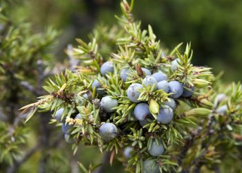 Un ramo di pianta di ginepro
